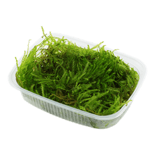 Taxiphyllum 'Spiky' - Portion - Planted Aquaria