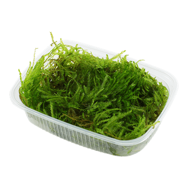 Taxiphyllum 'Spiky' - Portion - Planted Aquaria