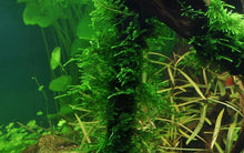 Taxiphyllum 'Spiky' - Portion - Planted Aquaria