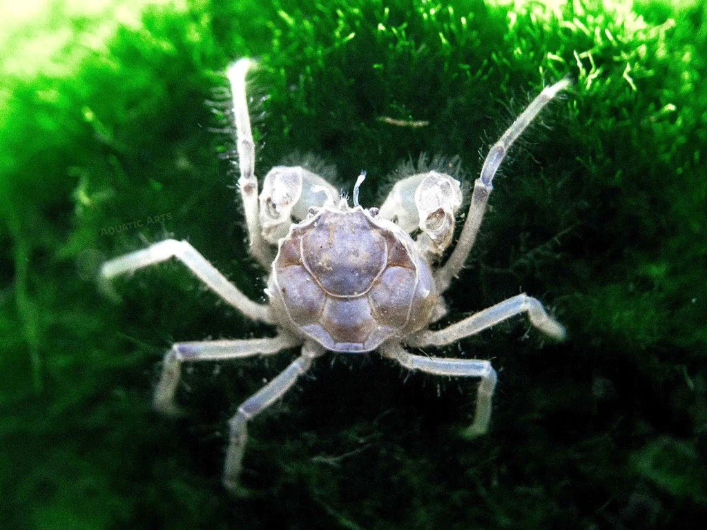 Thai Micro Crab - Planted Aquaria
