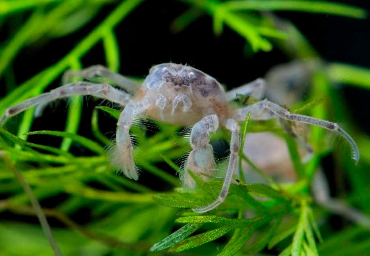 Thai Micro Crab - Planted Aquaria