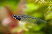 Thailand Glass Catfish - Planted Aquaria