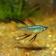 Threadfin Rainbowfish - Planted Aquaria