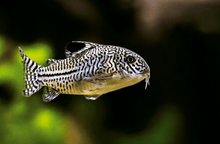 Three Stripe Corydora - Planted Aquaria