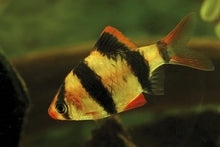 Tiger Barb - Planted Aquaria