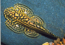 Tiger Hillstream Loach - Planted Aquaria