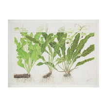 Tropica Art Poster Aponogeton (15.7" x 11.8") - Planted Aquaria