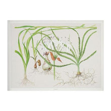 Tropica Art Poster Crinum (15.7" x 11.8") - Planted Aquaria