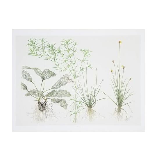 Tropica Art Poster Madagascariensis (15.7" x 11.8") - Planted Aquaria