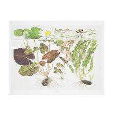 Tropica Art Poster Nymphaea (15.7" x 11.8") - Planted Aquaria