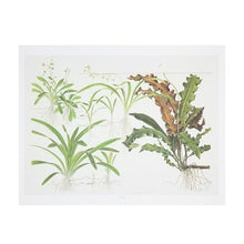 Tropica Art Poster Sagittaria (15.7" x 11.8") - Planted Aquaria