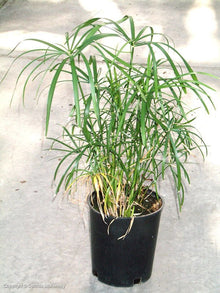 Umbrella Grass - Potted Terrestrial - Planted Aquaria
