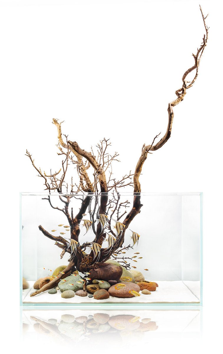 UNS Cube Rimless Aquariums - Planted Aquaria