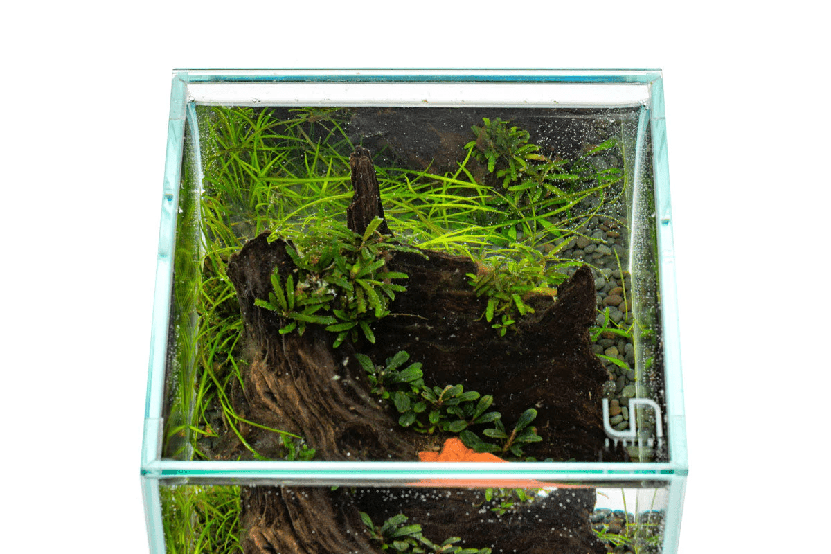 UNS Rimless Lids - 45U / 45S / 45T - Planted Aquaria