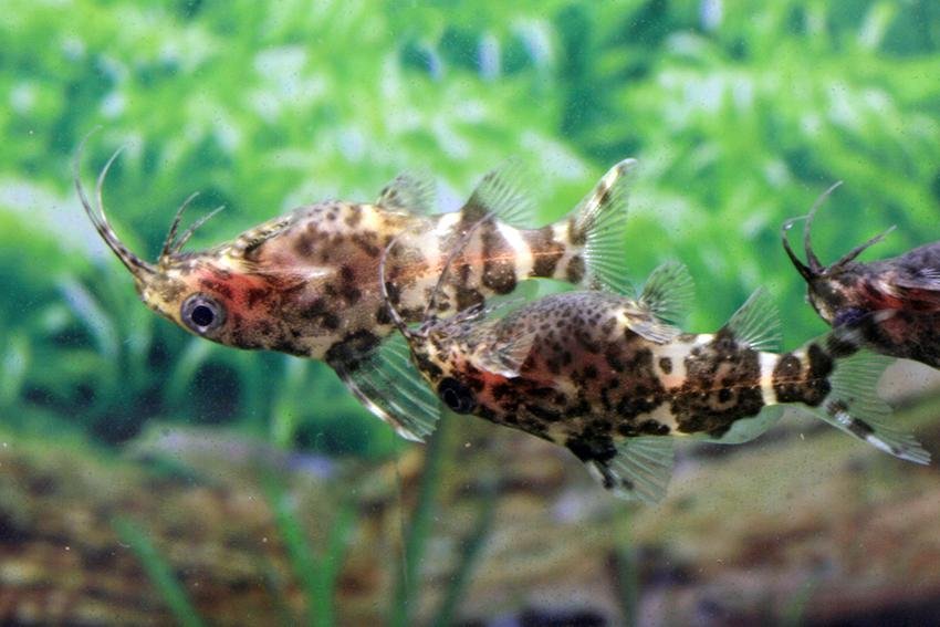 Upside Down Catfish - Planted Aquaria