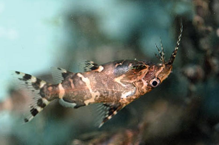 Upside Down Catfish - Planted Aquaria