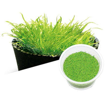 Utricularia graminifolia - ADA TC - Planted Aquaria