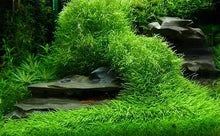 Utricularia graminifolia - ADA TC - Planted Aquaria