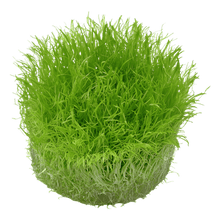 Utricularia graminifolia - Tropica TC - Planted Aquaria