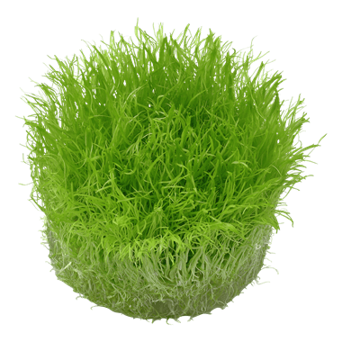 Utricularia graminifolia - Tropica TC - Planted Aquaria