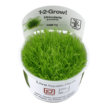 Utricularia graminifolia - Tropica TC - Planted Aquaria