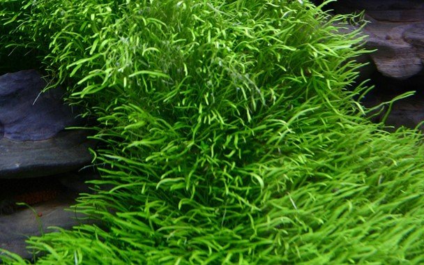 Utricularia graminifolia - Tropica TC - Planted Aquaria
