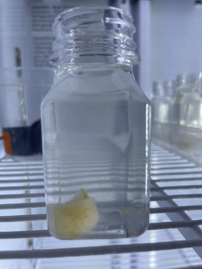 Live Vinegar Eel Culture