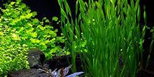Vallisneria Americana - Unpotted - Planted Aquaria