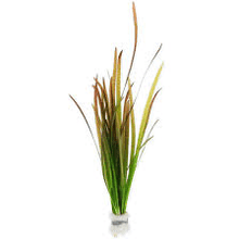 Vallisneria Spiralis 'Red' - Potted - Planted Aquaria