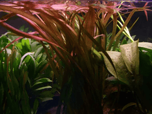 Vallisneria Spiralis 'Red' - Potted - Planted Aquaria