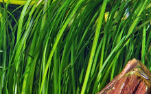 Vallisneria Spiralis - Unpotted - Planted Aquaria