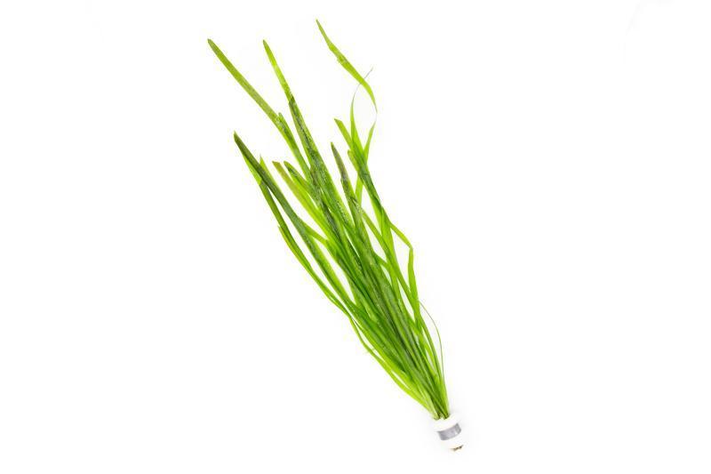 Vallisneria Spiralis - Unpotted - Planted Aquaria