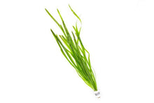 Vallisneria Spiralis - Unpotted - Planted Aquaria