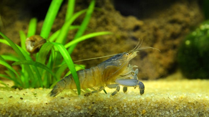 Vampire Shrimp - Planted Aquaria