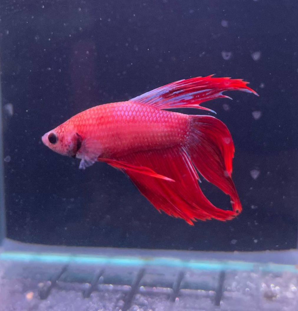 Veiltail Male Betta - Planted Aquaria