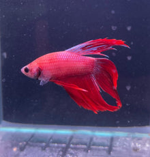 Veiltail Male Betta - Planted Aquaria