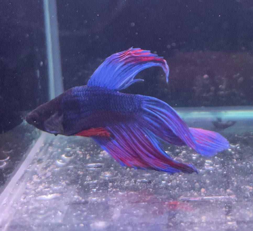 Veiltail Male Betta - Planted Aquaria