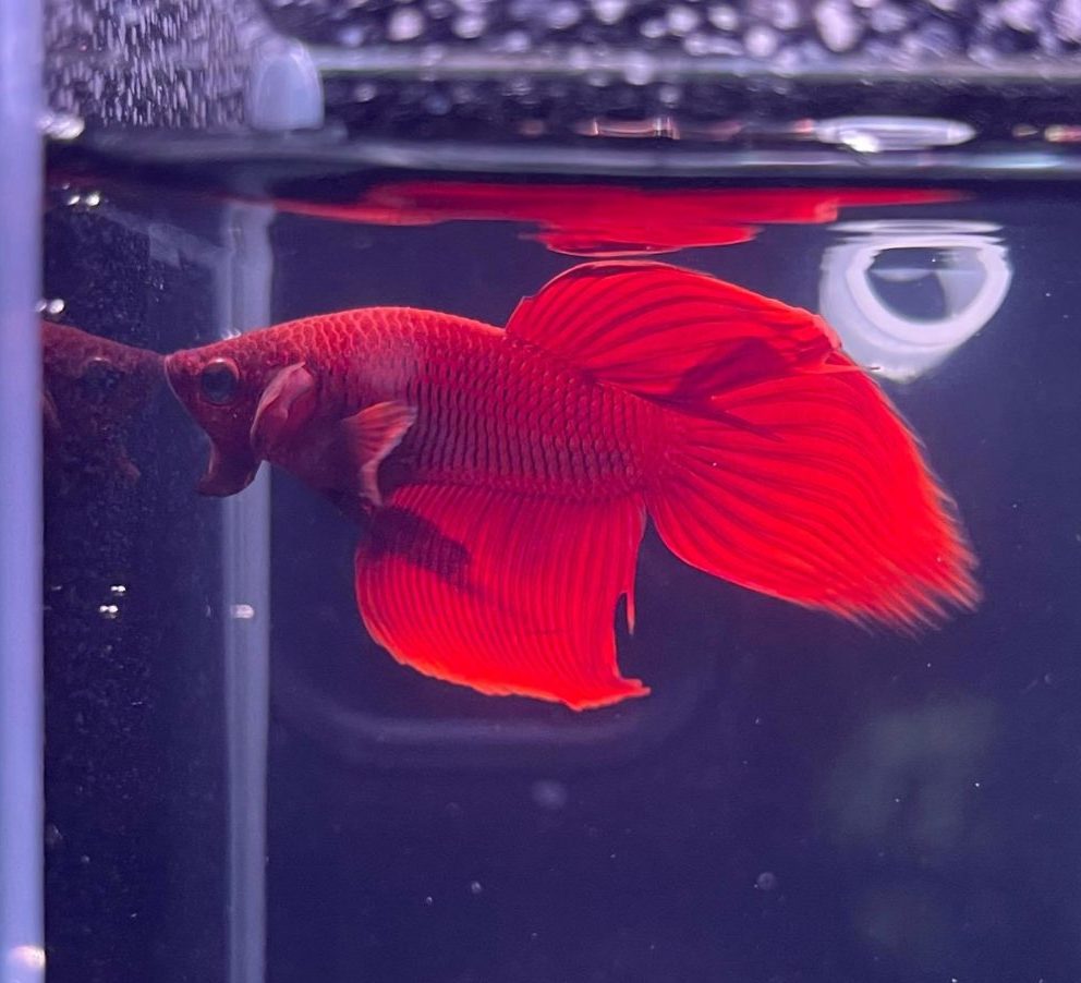 Veiltail Male Betta - Planted Aquaria