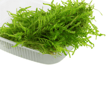 Vesicularia ferriei 'Weeping' - Portion - Planted Aquaria