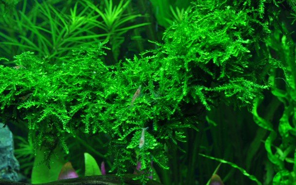 Vesicularia ferriei 'Weeping' - Portion - Planted Aquaria