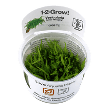 Vesicularia ferriei 'Weeping' - Tropica TC - Planted Aquaria