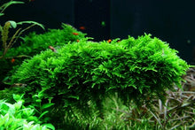 Vesicularia montagnei 'Christmas' - Portion - Planted Aquaria