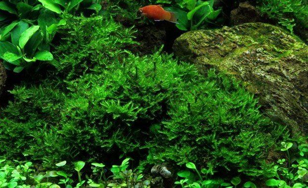 Vesicularia montagnei 'Christmas' - Portion - Planted Aquaria