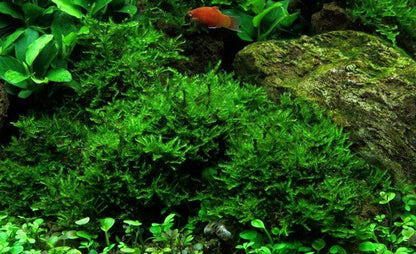 Vesicularia montagnei 'Christmas' - Portion - Planted Aquaria