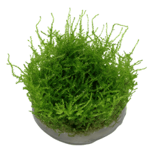 Vesicularia montagnei 'Christmas' - Tropica TC - Planted Aquaria