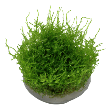 Vesicularia montagnei 'Christmas' - Tropica TC - Planted Aquaria