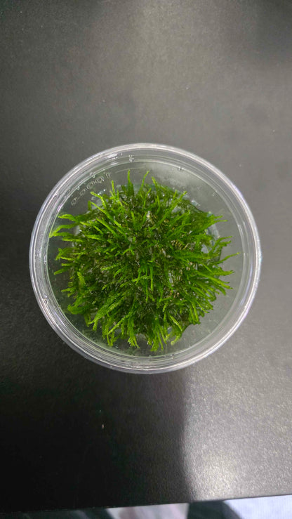 Weeping Moss - Tissue Culture