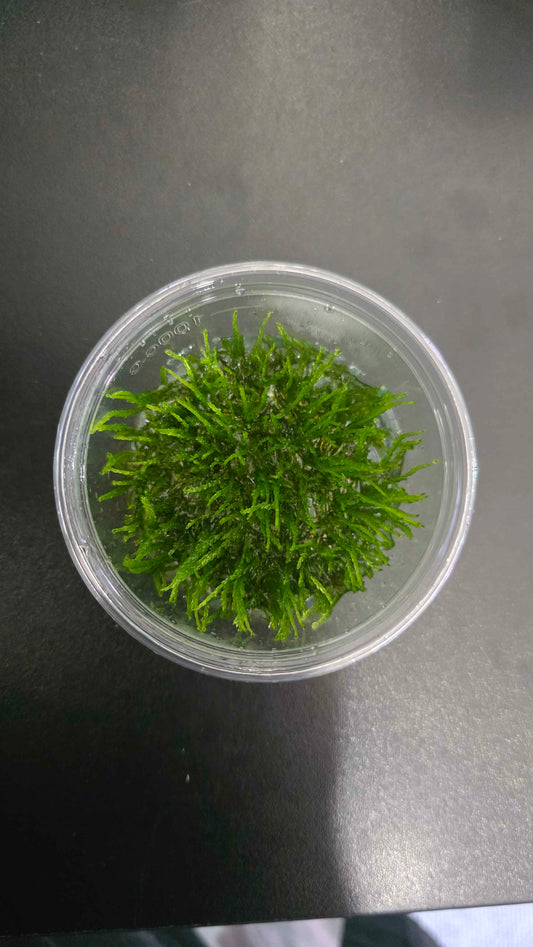 Weeping Moss - Tissue Culture
