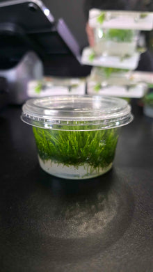 Weeping Moss - Tissue Culture