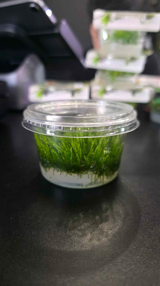 Weeping Moss - Tissue Culture